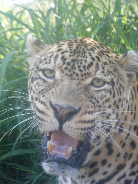 Leopard - up close
