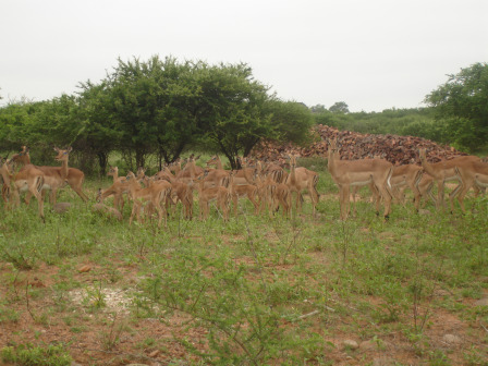 Antilopefamilie