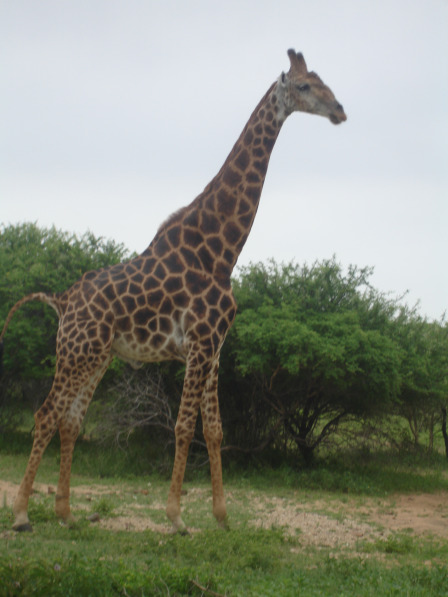 En giraf, sørme!